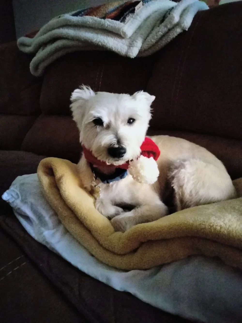 Dog leash & Winter scarf - leash is 6' long with heavy clasp & scarf is 15